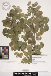 Pithecellobium dulce