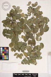 Pithecellobium dulce