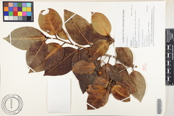 Ficus microcarpa