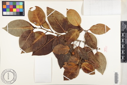 Ficus microcarpa