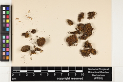 Fissidens elegans image