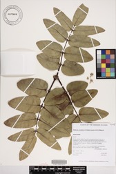 Polyscias lallanii