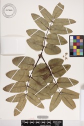 Polyscias lallanii