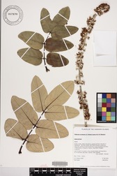 Polyscias lallanii