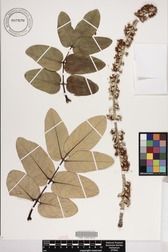 Polyscias lallanii