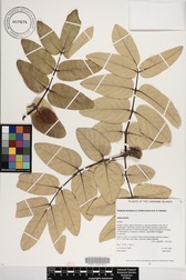 Polyscias lallanii
