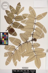 Polyscias lallanii