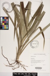 Pandanus mei