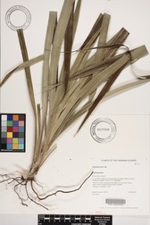 Pandanus mei