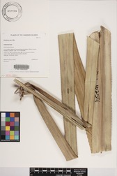 Pandanus mei