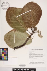 Guettarda speciosa