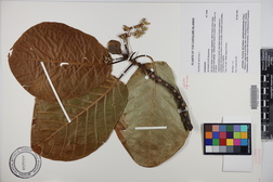 Guettarda speciosa