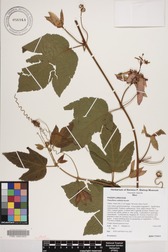 Passiflora vitifolia