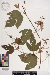 Passiflora vitifolia