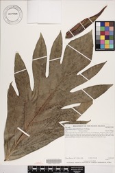 Artocarpus altilis 'Uto vula'