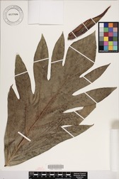 Artocarpus altilis 'Uto vula'