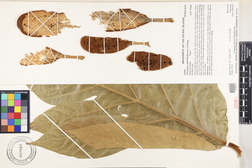 Artocarpus altilis 'Lemai 2'