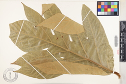 Artocarpus altilis 'Lemai 2'