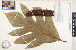 Artocarpus altilis 'Lemai 2'