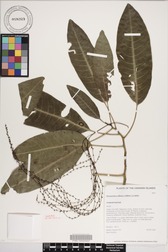 Charpentiera elliptica