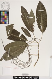 Charpentiera elliptica