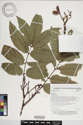 Aglaia mariannensis