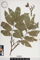 Aglaia mariannensis