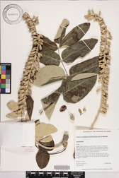 Polyscias lallanii