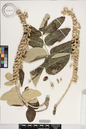 Polyscias lallanii