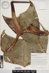 Heliconia orthotricha