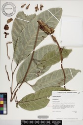 Canarium indicum