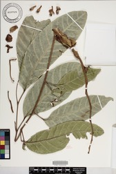 Canarium indicum