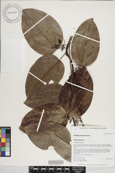 Pachygone ledermannii