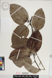 Pachygone ledermannii