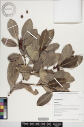 Ficus microcarpa