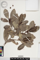 Ficus microcarpa