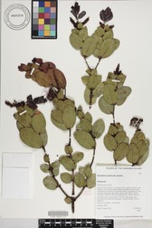 Metrosideros polymorpha