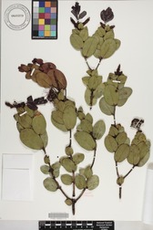 Metrosideros polymorpha