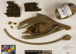 Araucaria columnaris