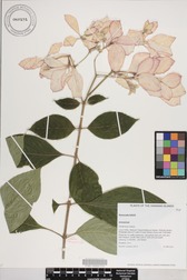 Mussaenda hybrid