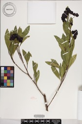 Dodonaea viscosa