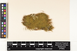 Haplohymenium triste image
