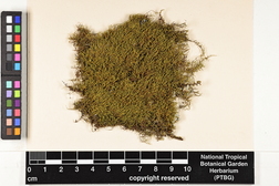 Haplohymenium triste image