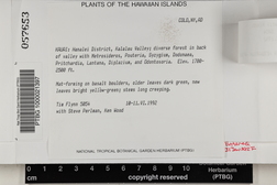 Haplohymenium triste image