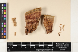 Syrrhopodon involutus image