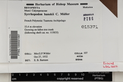 Syrrhopodon involutus image