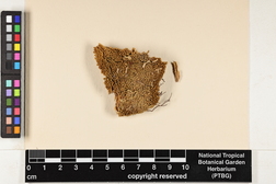 Syrrhopodon involutus image