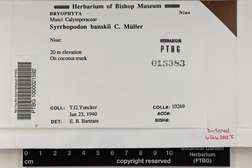 Syrrhopodon involutus image