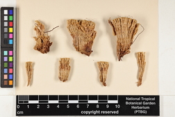 Syrrhopodon involutus image