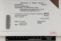 Taxithelium vernieri image